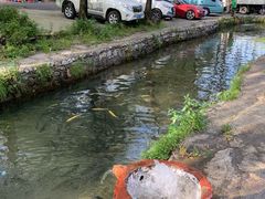 -可心烤鱼
