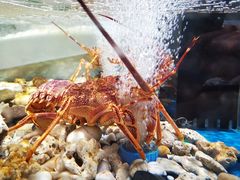 -盒马鲜生(馥邦国际店)