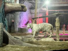 -清迈夜间动物园