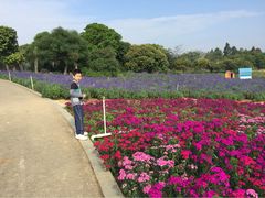-松山湖梦幻百花洲