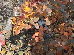-秦岭终南山世界地质公园翠华山景区