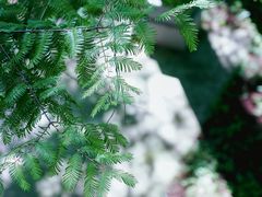 -黄海国家森林公园