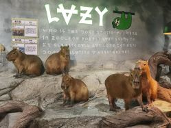 -Zoolung Zoolung动物主题公园(海信广场店)