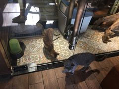 -more than meow吴止猫主题餐厅(承德 中船汇店)