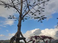 -亚龙湾国际玫瑰谷