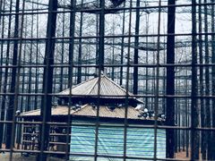 鸟园-黄海国家森林公园