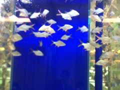 -原鄉本味 楚菜 丹江口鱼(北苑店)