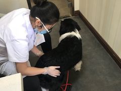 -宠爱国际动物医院· 猫科· 外科·中兽医(长白店)