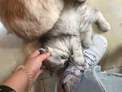-啊马英豌豆粉