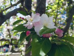 -海棠花溪(元大都城垣遗址公园)