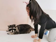 -浣熊柯尔鸭土拨鼠·电玩咖