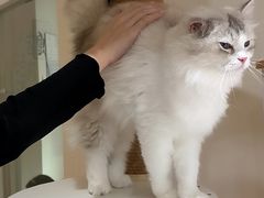 -猫域·湾主题猫咖·宠物吧(南坪城市广场店)