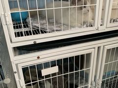 -喵的天空名猫咖啡馆·撸猫·猫舍·用品