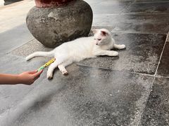 -龙华素斋(龙华路店)