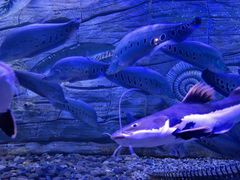 -芜湖新华联大白鲸海洋公园