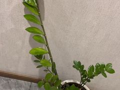 -耳嫔·柔式·躺式采耳·Spa殿(重庆北站店)
