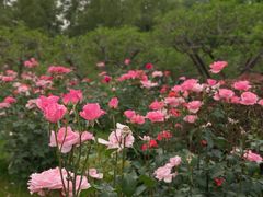 -莲花池公园