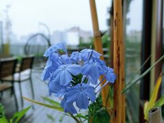 -小茶闲舍·观景商务茶馆(广州塔店)