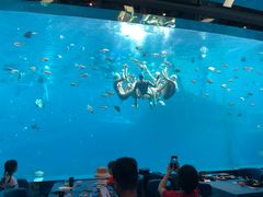 -瑞德姆美人鱼海底演艺主题餐厅(亚龙湾店)