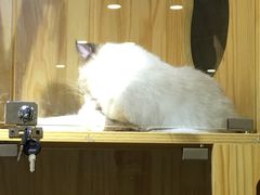 -鼓捣猫呢主题猫咖店