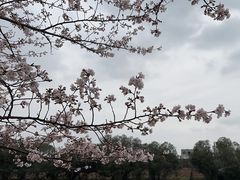 -高东镇樱花园