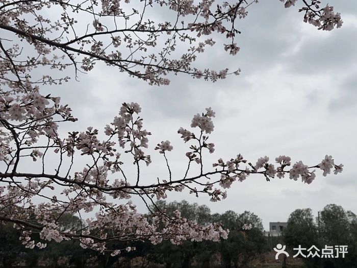 高东镇樱花园图片