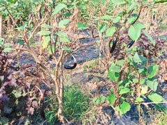 -前小桔亲子创意农场·草莓采摘·露营烧烤