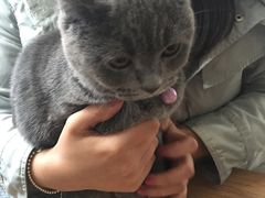 -海边的猫和咖啡馆