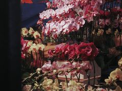 -杨箕村B区