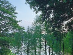 -东莞植物园