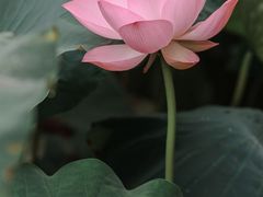 -三圣花乡旅游区