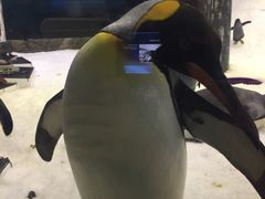 -悉尼海洋生物水族馆
