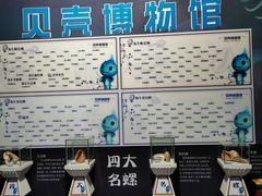 -贝壳梦幻世界