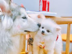 -汪说·狗咖(旺城大厦店)