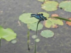-东郊湿地公园