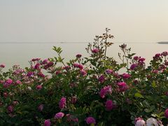 -贡湖湾湿地公园
