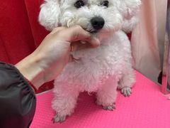 -唐小姐の猫狗洗护·购宠旗舰店(周浦万达店)