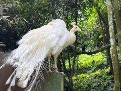-新加坡飞禽公园