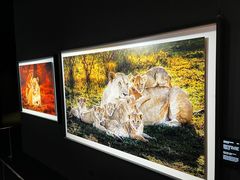 -罗红摄影艺术馆