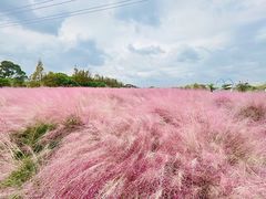 -嘉北郊野公园