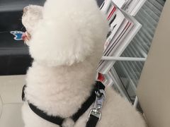 -爱侣宠医·鹦鹉专科·小型哺乳类·异宠专科(灵石路店)