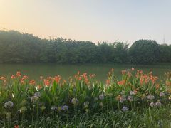 -海珠湖公园