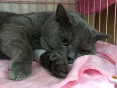 -瑞鹏宠物医院·骨科·猫科·内科(第一中心)