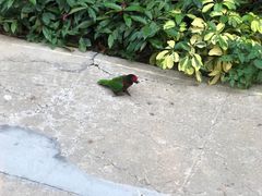 -广州长隆飞鸟乐园