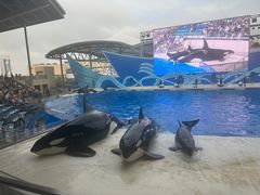 -上海海昌海洋公园