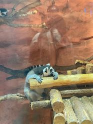 点击看大图 -Zoolung Zoolung动物主题公园(海信广场店)