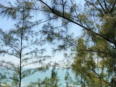 -广东惠东海龟国家级自然保护区