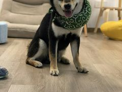 -柴迷FANS CLUB·柴犬狗咖·猫咖