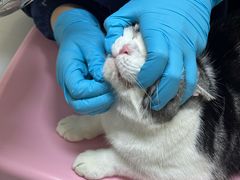 -爱妮康宠物医院·干细胞免疫细胞·肿瘤·心脏(张江店)