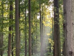 -黄海国家森林公园